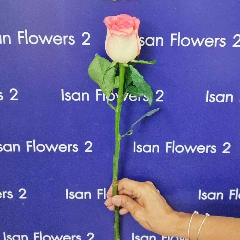 1 big pink rose add on stem pre