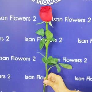 Add-On Big Rose - Red
