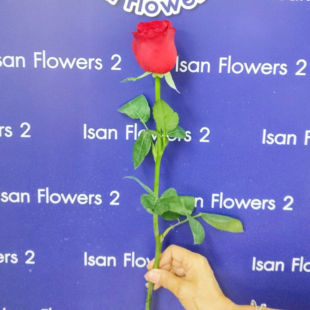1 big red rose add on stem pre