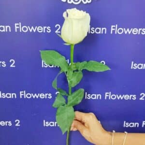 Add-On Big Rose - White