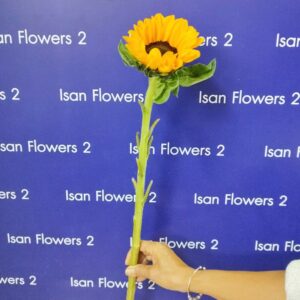 Add-On Sunflower