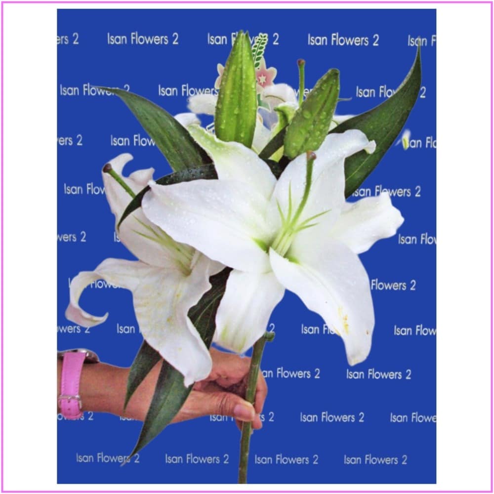 1 white lily stem add on pre