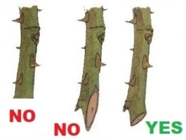 cut angle for flower stems