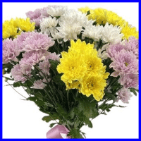 example decorative mums