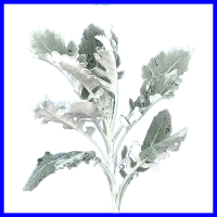 example dusty miller filler