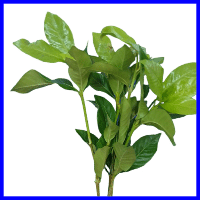 example gardenia filler