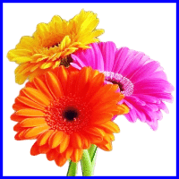 example gerbera flowers