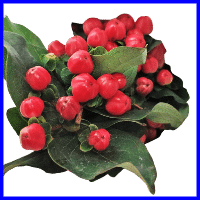 example hypericum filler