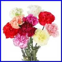 example mixed carnation flowers