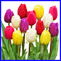 example mixed tulips