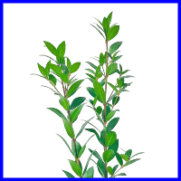 example myrtle filler