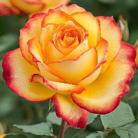 example orange rose
