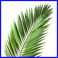 example palm leaf