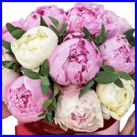 example peony flowers