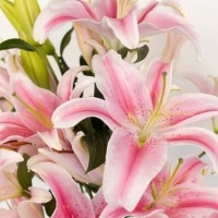 example pink lilies
