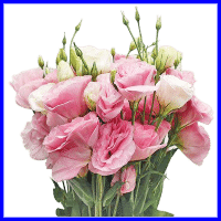 example pink lisianthus