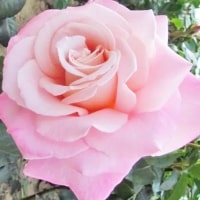 example pink rose colour 2