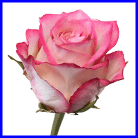 example pink rose