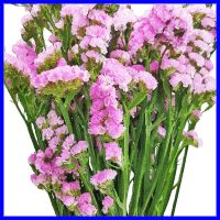 example pink statice