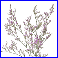 example purple limonium filler