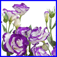 example purple lisianthus