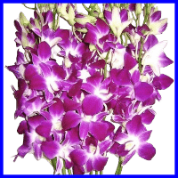 example purple orchid flowers