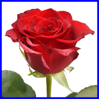 example red rose