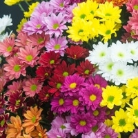 example single and semi double mums