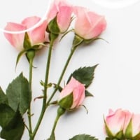 example spray rose stems pink