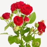 example spray rose stems red