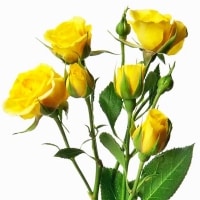 example spray rose stems yellow