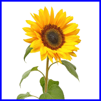 example sunflower