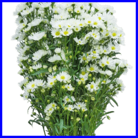 example white aster