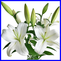 example white lilies