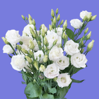 example white lisianthus