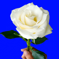 example white rose