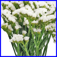 example white statice