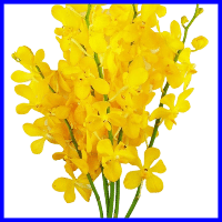 example yellow orchid flowers