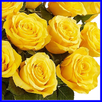 example yellow roses