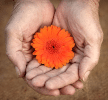 flower care